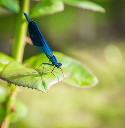 Close-up of blue insect on leaf