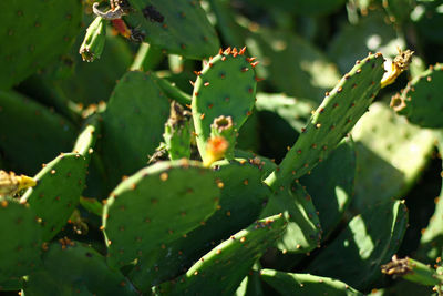 Close-up of succulent plant