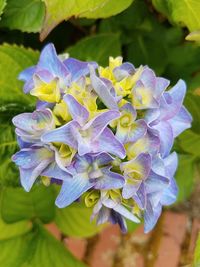 Close-up of purple hydrangea flowers