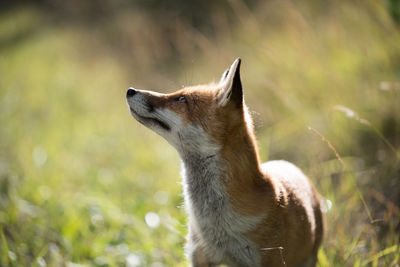 Fox looking away