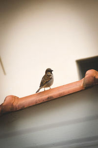 Low angle view of bird perching on hand against wall