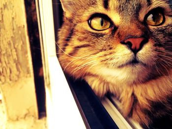 Close-up portrait of cat