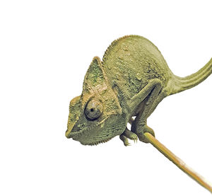 Close-up of a lizard against white background