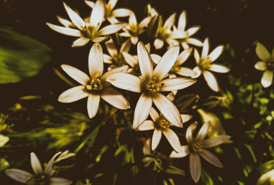 Close-up of white flowering plants