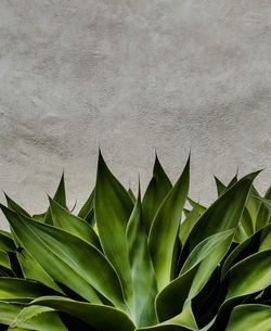 Plants growing on a tree