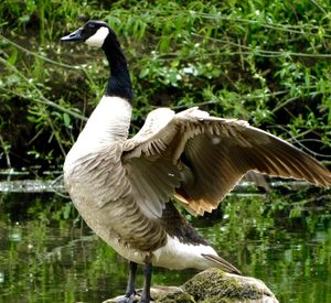 Close-up of bird flying over lake