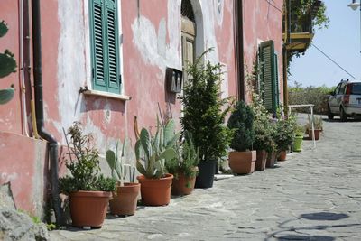 Potted plants on building