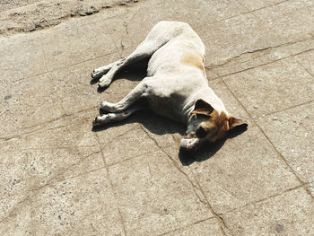 High angle view of dog resting on sidewalk