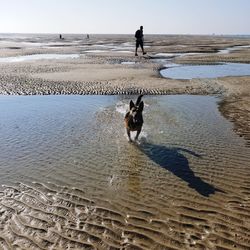 View of dog on beach