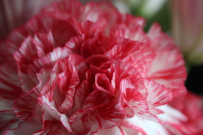 Close-up of flower against blurred background