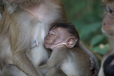 Close-up of a monkey baby 