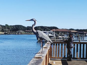 Bird standing on railing against clear blue sky