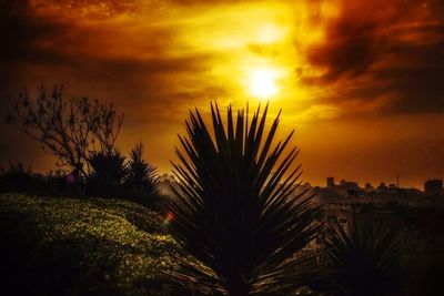 Silhouette of trees at sunset