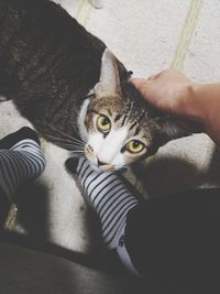 High angle portrait of cat relaxing on floor