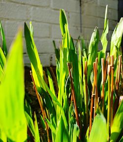 Close-up of fresh green plant in field