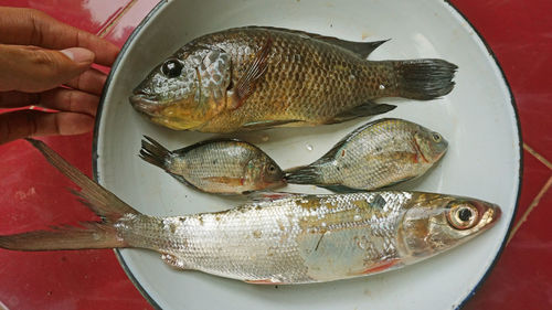 Close-up of hand holding fish in plate