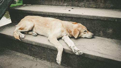 High angle view of a dog sleeping