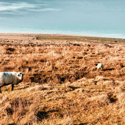 Dartmoor roaming sheep 