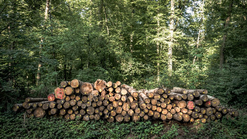 Stack of logs in forest