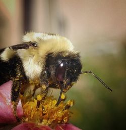 Close-up of bee on flower