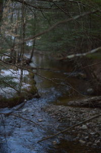 Scenic view of river in forest