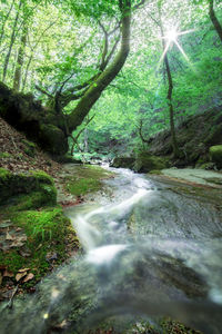 Stream flowing through rocks in forest