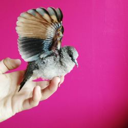 Close-up of hand holding kitten