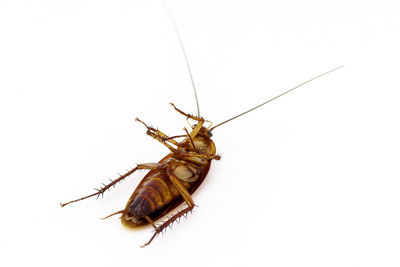 Close-up of insect on white background