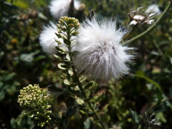 Close-up of white dandelion