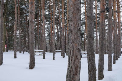 Panoramic shot of trees on snow covered land