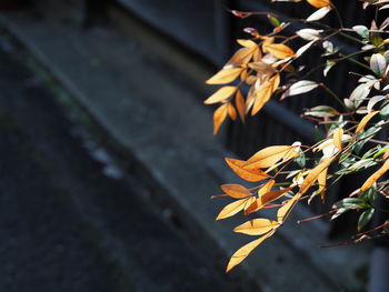 Close-up of yellow flowering plant during autumn