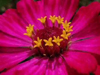 Close-up of pink flower
