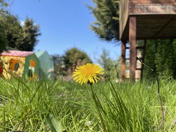 Yellow flowering plants on field