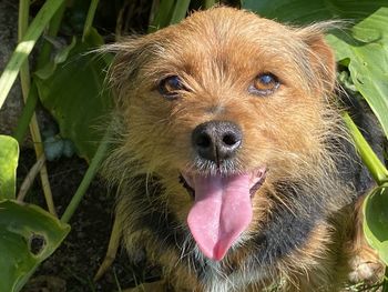 Close-up portrait of a dog