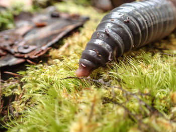 Close-up of a horse on field