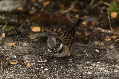 Close-up of a bird eating crumbs