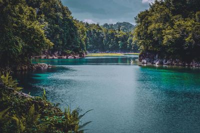 Scenic view of lake in forest against sky