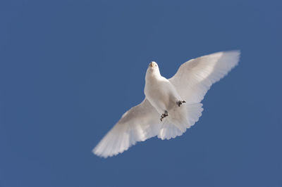 Low angle view of bird flying against clear blue sky