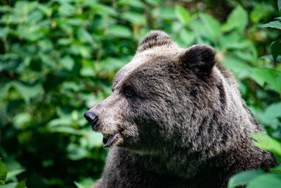 Bear in a forest