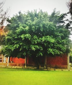 Trees on grassy field