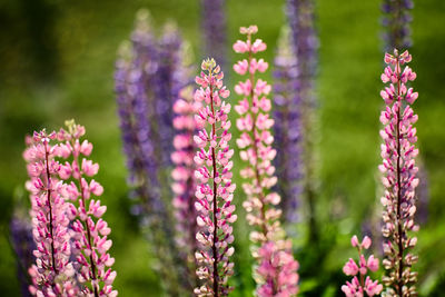 Close-up of purple flowering plants on field