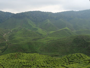 Scenic view of agricultural field