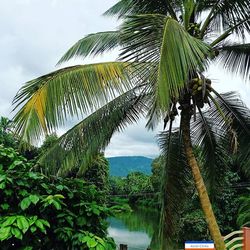 palm tree