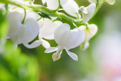 Close-up of white flowering plant