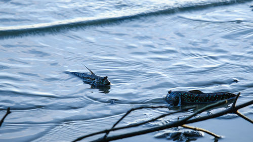 High angle view of insect swimming in sea