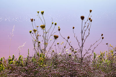 Plants growing by lake against sky