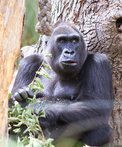 Portrait of gorilla sitting on tree in zoo