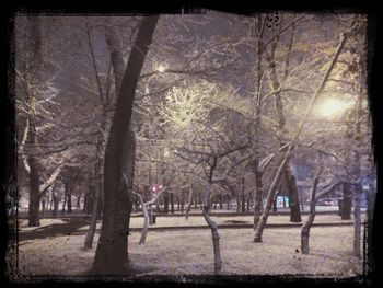 tree