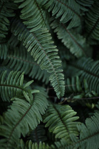 Close-up of bracken leaves