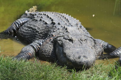 Close-up of a crocodile in lake